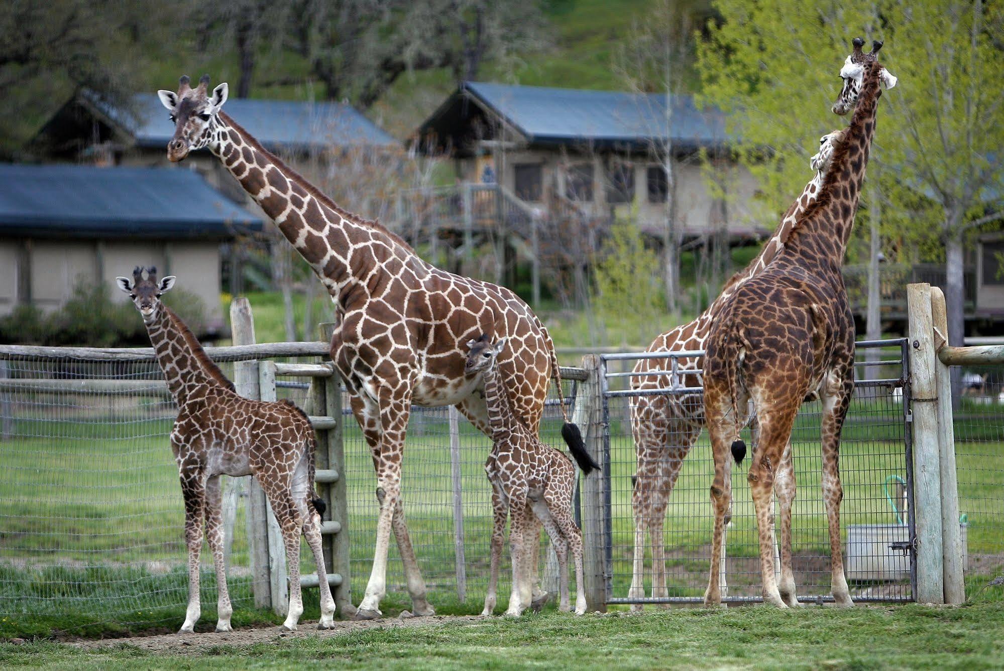 Hotel Safari West Mark West Springs Zewnętrze zdjęcie