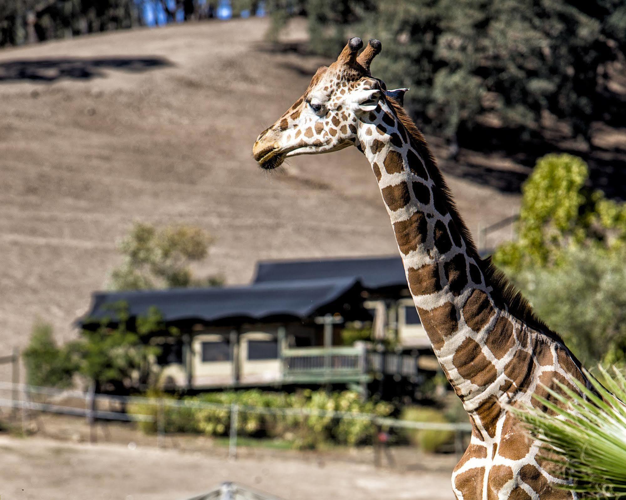 Hotel Safari West Mark West Springs Zewnętrze zdjęcie